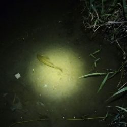 ウナギ釣りのはずが・・・