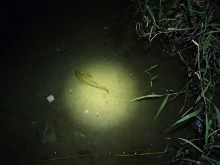 ウナギ釣りのはずが・・・