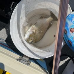 今年も行ってきました、鹿児島錦江湾のテンヤマダイ