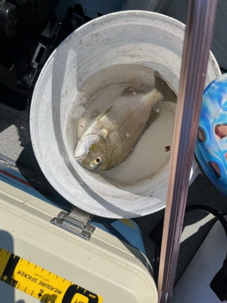 今年も行ってきました、鹿児島錦江湾のテンヤ…