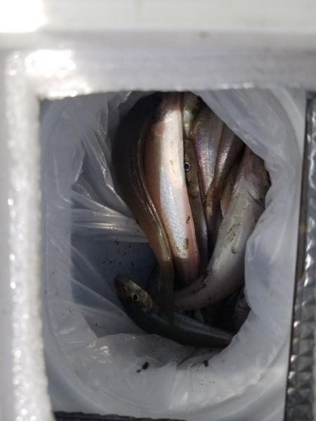 久し振りの投稿