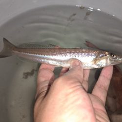 夜でも暑くなってきました