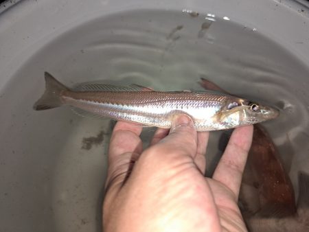 夜でも暑くなってきました