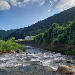 暑いしバラすし今日は駄目です