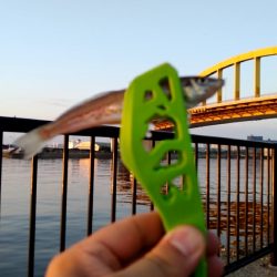 アタリが楽しいキス釣り