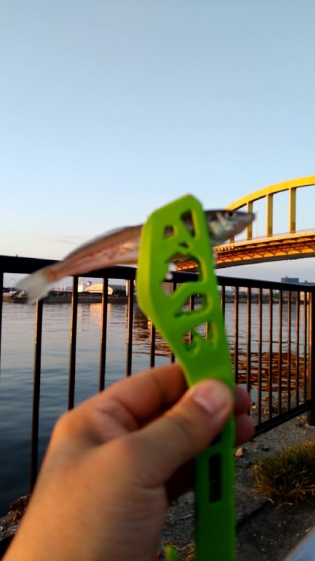 アタリが楽しいキス釣り