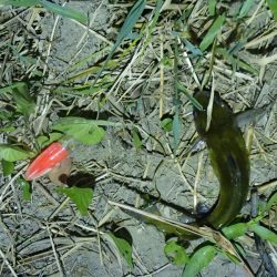 天神祭りの花火に合わせて釣行