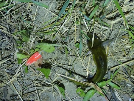 天神祭りの花火に合わせて釣行