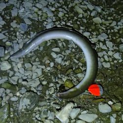 マブナ 泣きの40