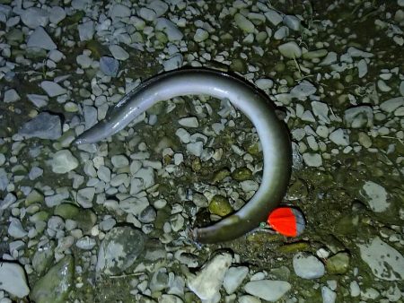 マブナ 泣きの40