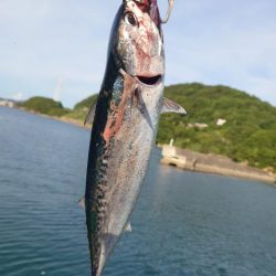 そうだ！ソウダを釣りに行こう！