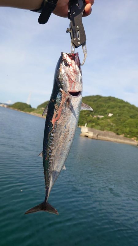 そうだ！ソウダを釣りに行こう！