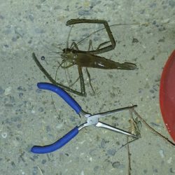 手長エビ釣り 今年ラスト？