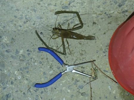 手長エビ釣り 今年ラスト？