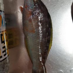 オキアミでベラ