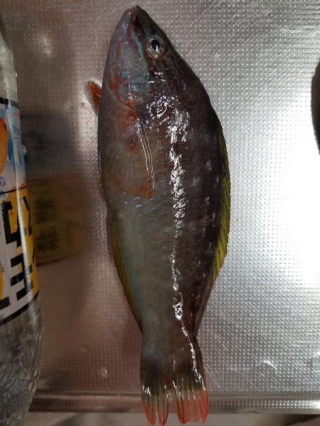 オキアミでベラ