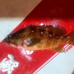 和歌山伊古木の地磯で夜釣り