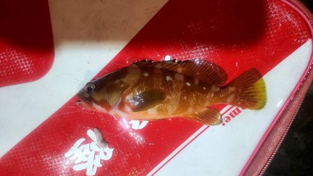 和歌山伊古木の地磯で夜釣り