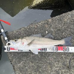 清武川　ルアー釣り