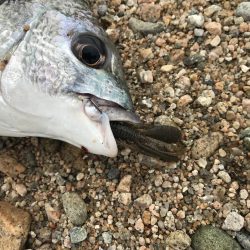 シャローフラットでチニング