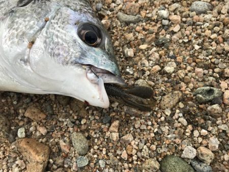 シャローフラットでチニング