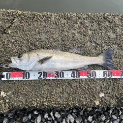 広島河川シーバス