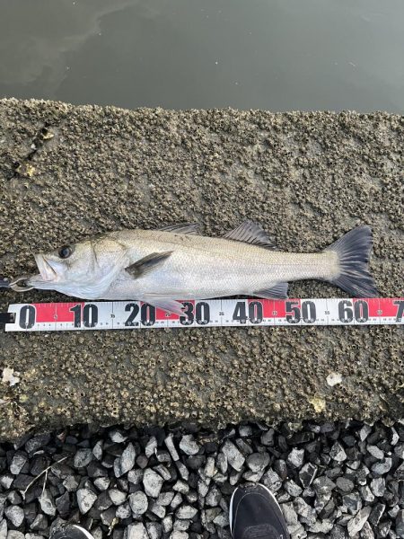 広島河川シーバス