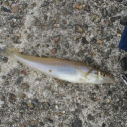 久しぶりの投稿です。