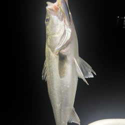 大在沖　シーバス