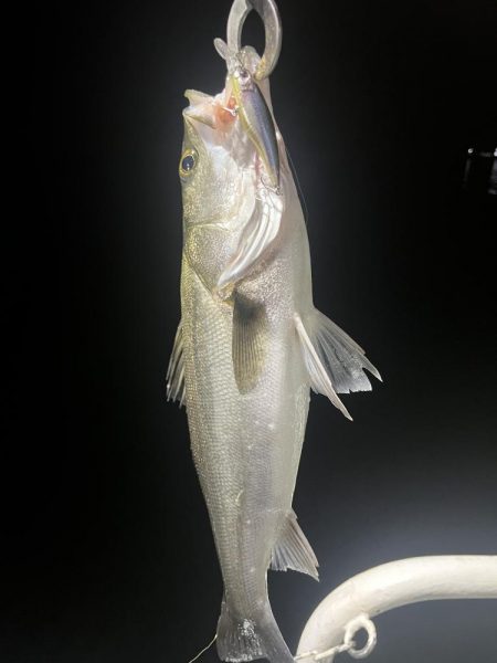 大在沖　シーバス