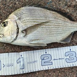 今の海がおかしい。ここでこんな魚が~?