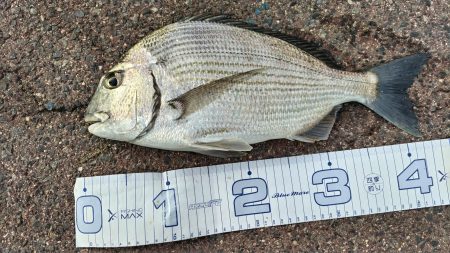 今の海がおかしい。ここでこんな魚が～？