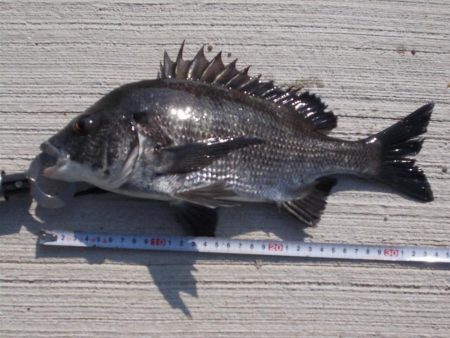 和歌山市某所で落とし込み　真チヌ３５ｃｍ前…