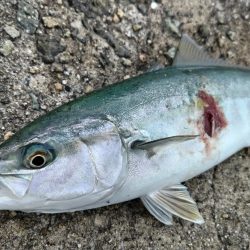 青物大漁発生！