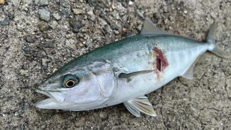 青物大漁発生！