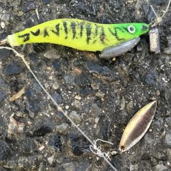 渋くても釣れるんです。