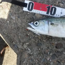 ツバス・ハマチハ何処に？