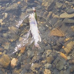 今年初のケタバス釣行