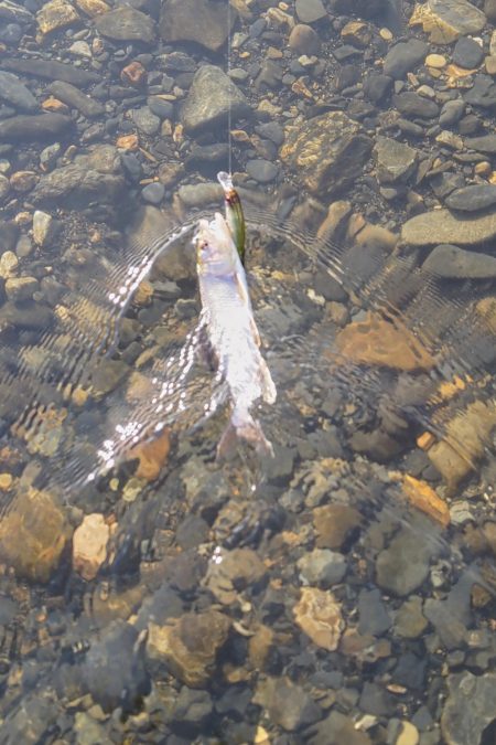 今年初のケタバス釣行