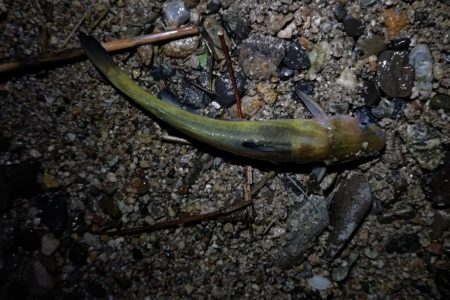 大和川下流でうなぎ釣り