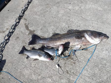 夏エビ撒き開幕