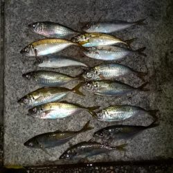 今日もりんくうへアジング