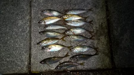 今日もりんくうへアジング