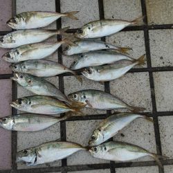 タコを釣ろうと思ったのですが、釣ろうとすると釣れない(^_^;)