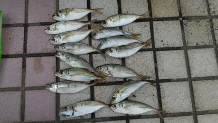 タコを釣ろうと思ったのですが、釣ろうとする…