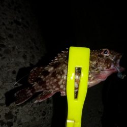 今日もアジング