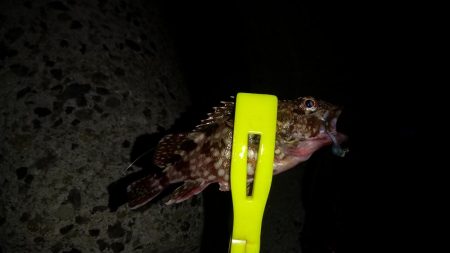 今日もアジング