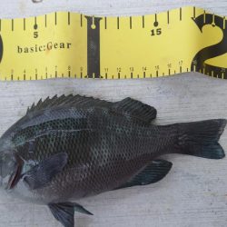 南芦屋浜グレ探検隊