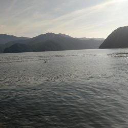 ヒラメ釣れましたぁ