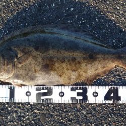 フラットフィッシュ釣行